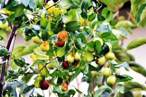 jujube ripening